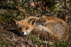 red fox