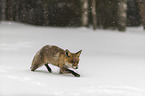 red fox runs through the snow