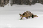 walking red fox