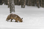 walking red fox