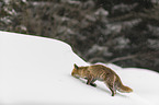 walking red fox