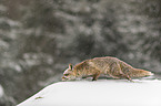 red fox runs through the snow