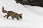 red fox runs through the snow