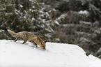 walking red fox