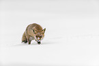 standing red fox