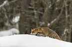 red fox runs through the snow