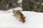 red fox runs through the snow