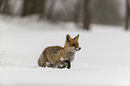 red fox runs through the snow