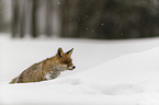 red fox runs through the snow