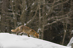 walking red fox