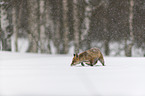 walking red fox