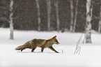 red fox runs through the snow