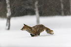 red fox runs through the snow