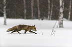 red fox runs through the snow