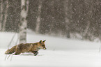 red fox runs through the snow