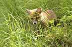 sitting Red Fox Puppy