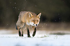 running Red Fox