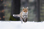 running Red Fox