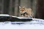 running Red Fox