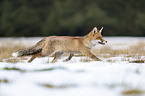 running Red Fox