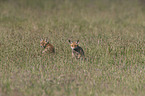 Red Fox Cups