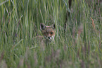 Red Fox Cup portrait