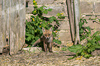 young red fox