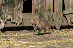 young red fox