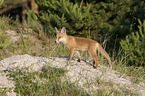 young Red Fox