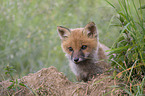 young Red Fox