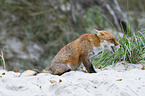 sitting Red Fox