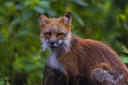 red fox