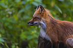 red fox