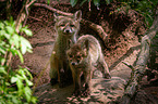 red foxes