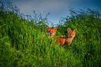 two red fox pups