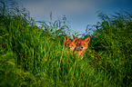 two red fox pups