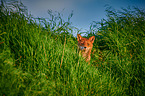 red fox pup