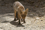 red fox