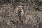 american red fox