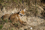 red fox