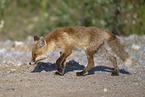 red fox