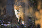 Red Fox