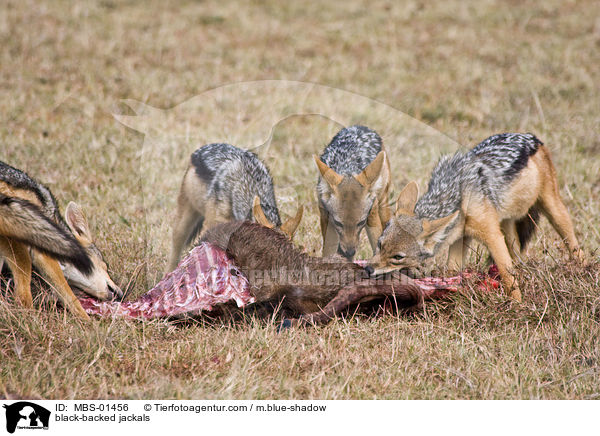 Schabrackenschakale / black-backed jackals / MBS-01456