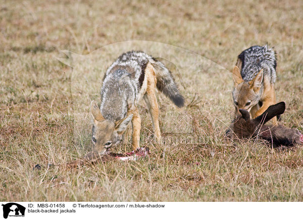 black-backed jackals / MBS-01458