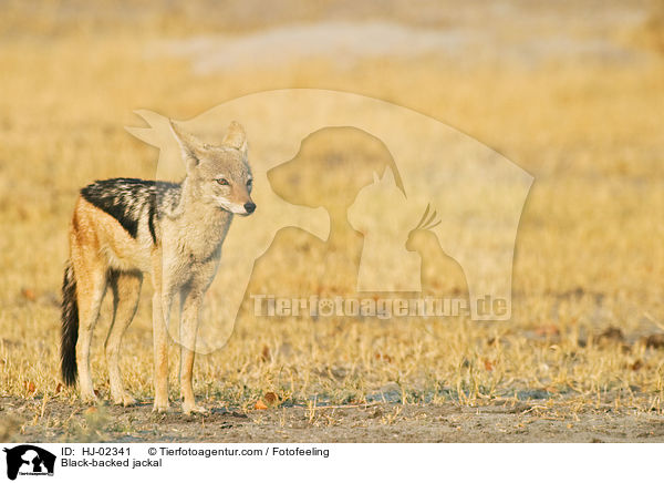 Schabrackenschakal / Black-backed jackal / HJ-02341