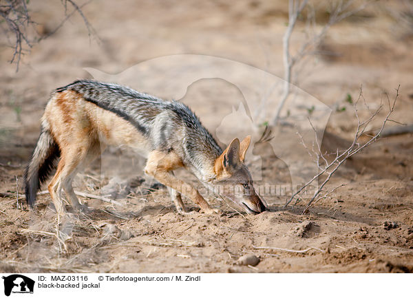 Schabrackenschakal / black-backed jackal / MAZ-03116