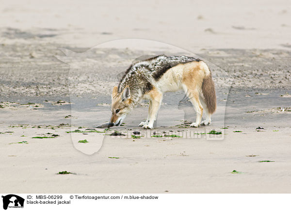 black-backed jackal / MBS-06299