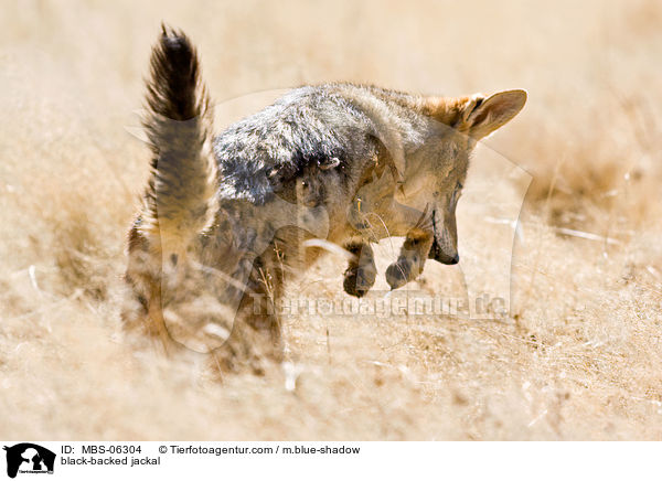 Schabrackenschakal / black-backed jackal / MBS-06304