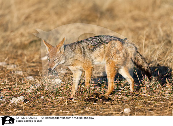 Schabrackenschakal / black-backed jackal / MBS-06312