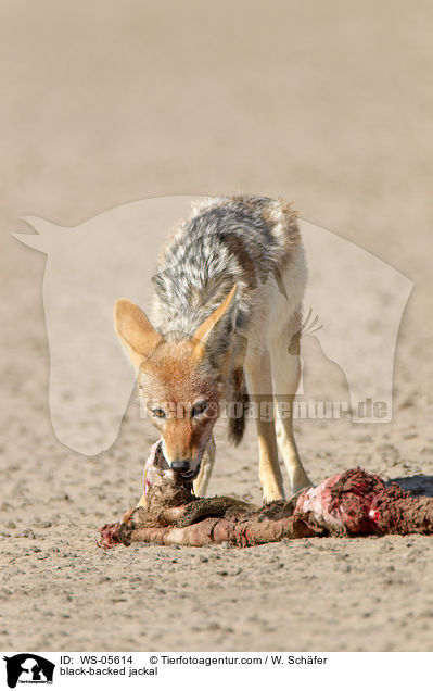 Schabrackenschakal / black-backed jackal / WS-05614